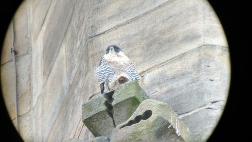 Peregrine Falcon on St George's Church